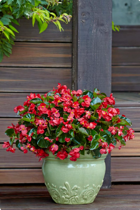 Begonia Surefire® Series
