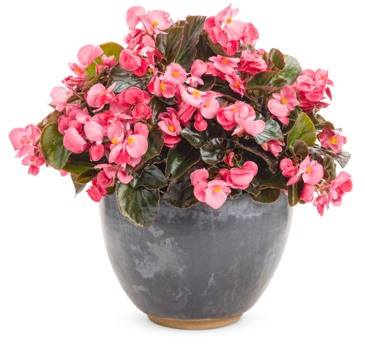 Begonia Surefire® Series