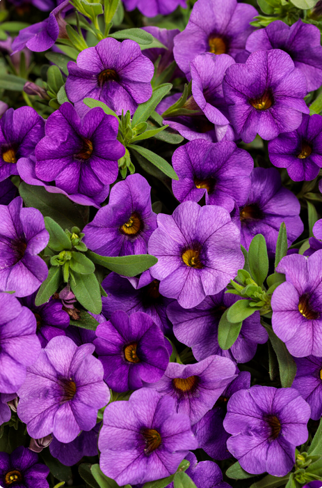 Calibrachoa Superbells Series