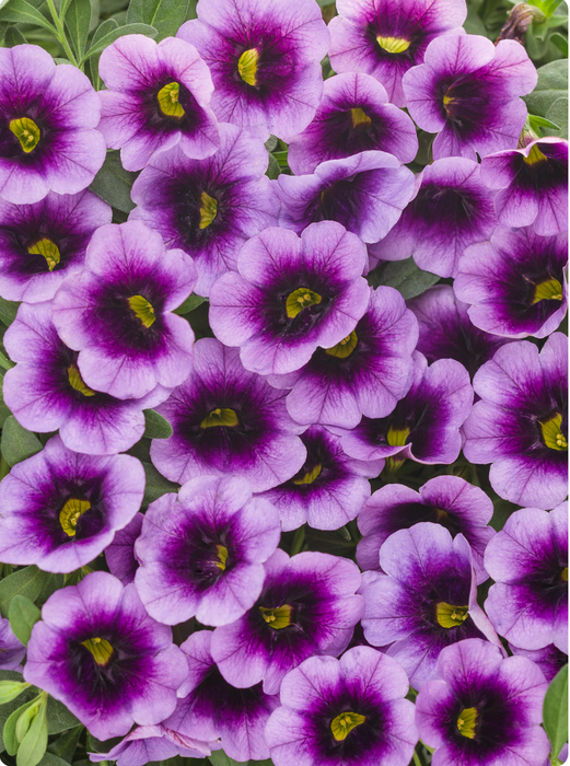 Calibrachoa Superbells Series