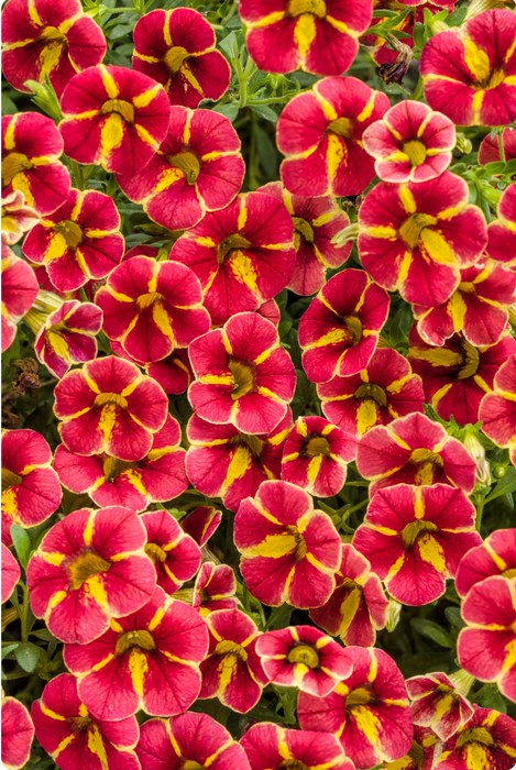 Calibrachoa Superbells Series