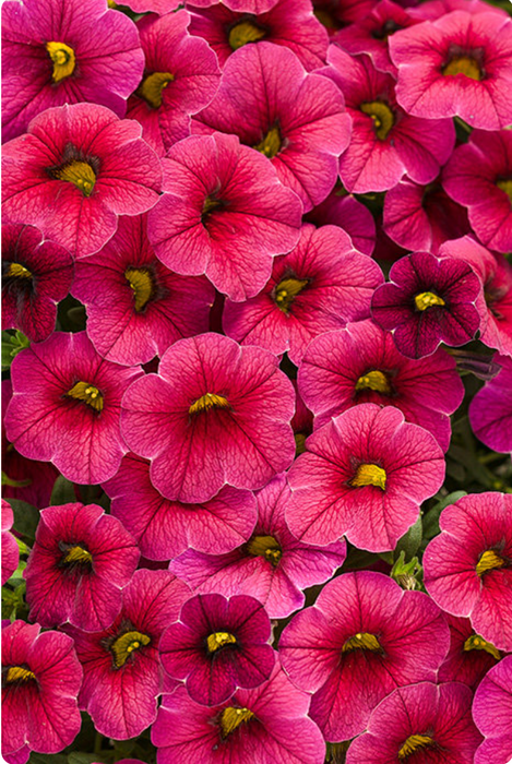 Calibrachoa Superbells Series