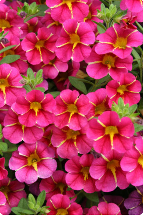 Calibrachoa Superbells Series