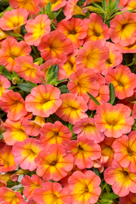 Calibrachoa Superbells Series