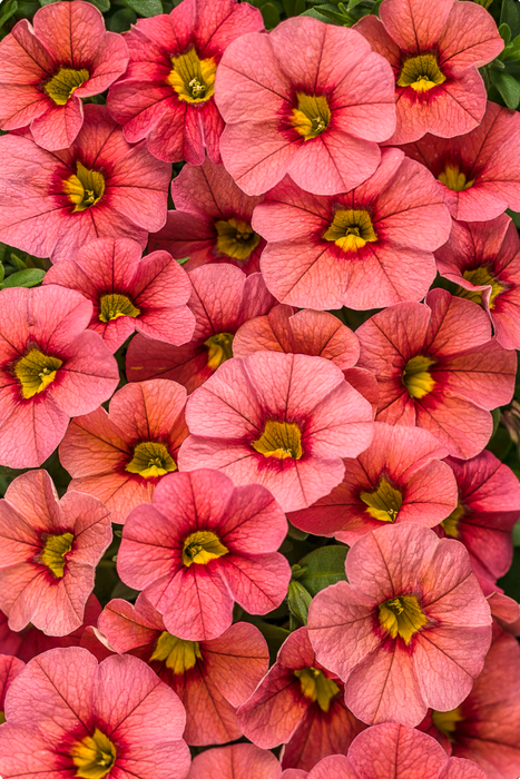 Calibrachoa Superbells Series