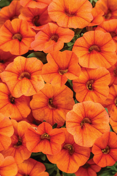 Calibrachoa Superbells Series
