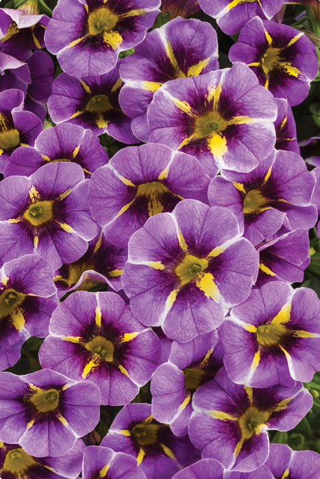 Calibrachoa Superbells Series