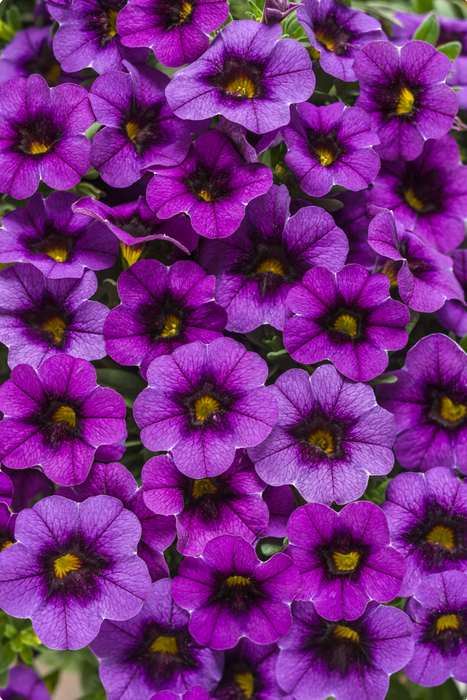 Calibrachoa Superbells Series