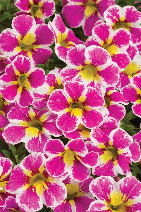 Calibrachoa Superbells Series