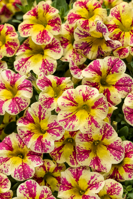 Calibrachoa Superbells Series