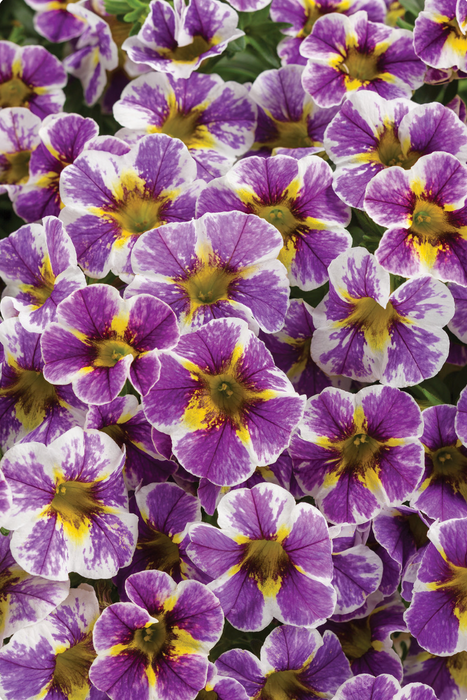 Calibrachoa Superbells Series