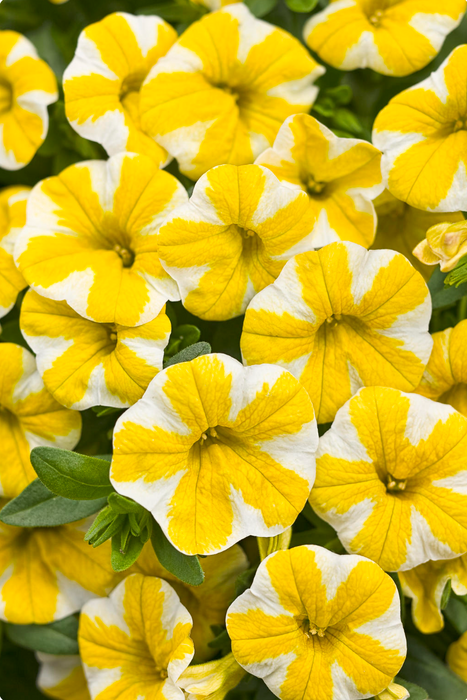 Calibrachoa Superbells Series