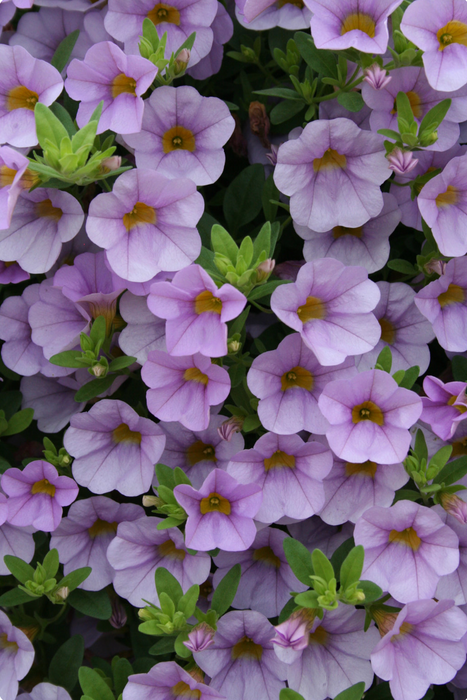 Calibrachoa Superbells Series