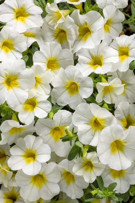 Calibrachoa Superbells Series