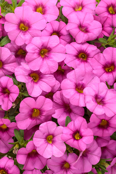Calibrachoa Superbells Series