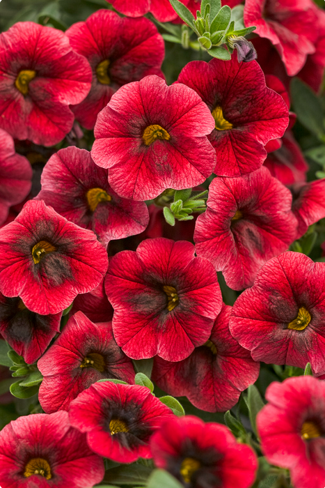 Calibrachoa Superbells Series