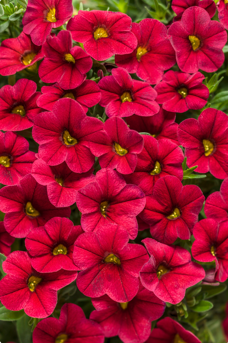 Calibrachoa Superbells Series