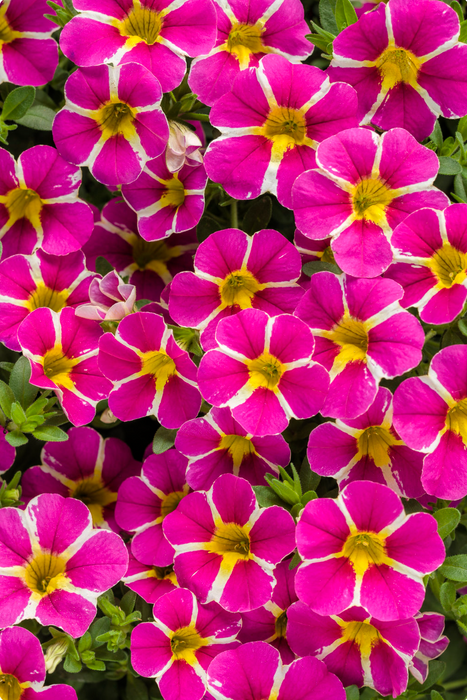 Calibrachoa Superbells Series