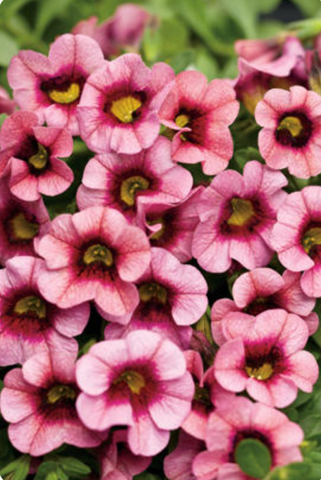 Calibrachoa Superbells Series