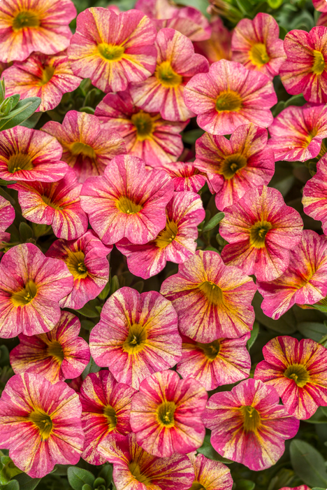 Calibrachoa Superbells Series