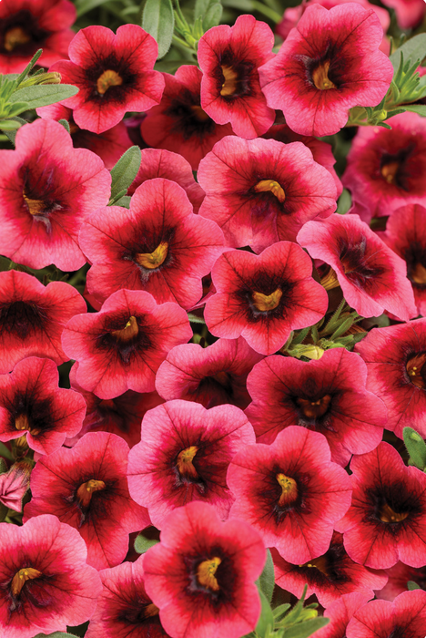 Calibrachoa Superbells Series