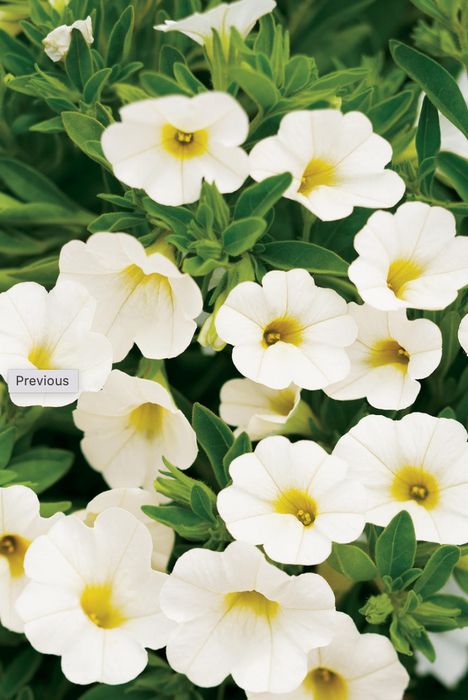Calibrachoa Superbells Series