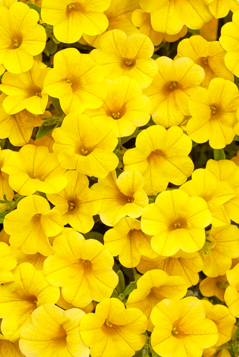 Calibrachoa Superbells Series
