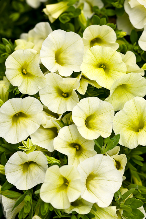 Calibrachoa Superbells Series