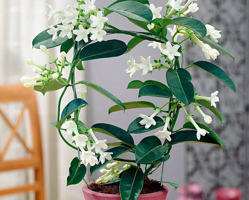 Stephanotis (Madagascar Jasmine) 5"