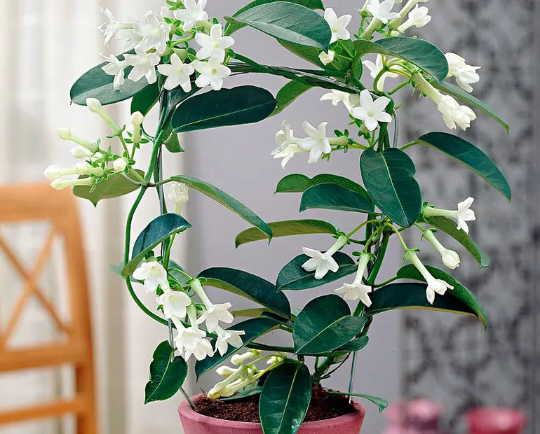 Stephanotis (Madagascar Jasmine) 5"