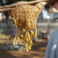 praying Mantis w/ hatching Chamber