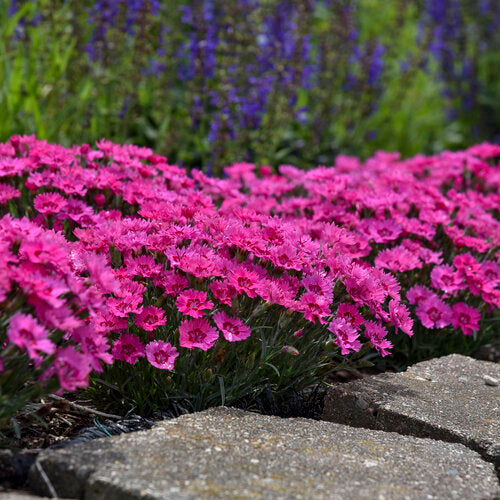 Dianthus PW Paint The Town Fancy 17cm