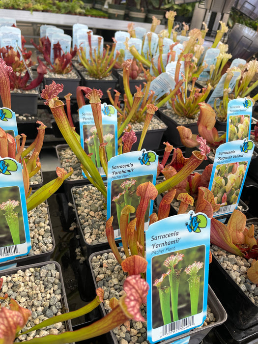 Pitcher plants 5” pot