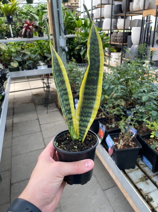 Snake plant (Sansevieria) Laurentii