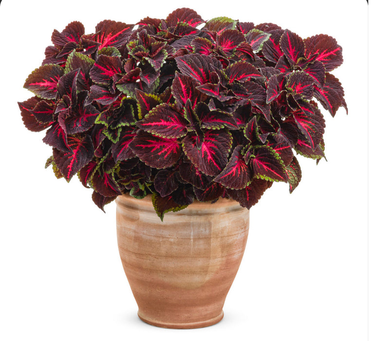 ColorBlaze® Torchlight®