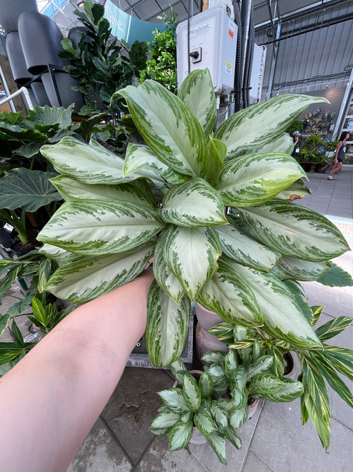 Aglaonema (Chinese Evergreen) Silver Bay