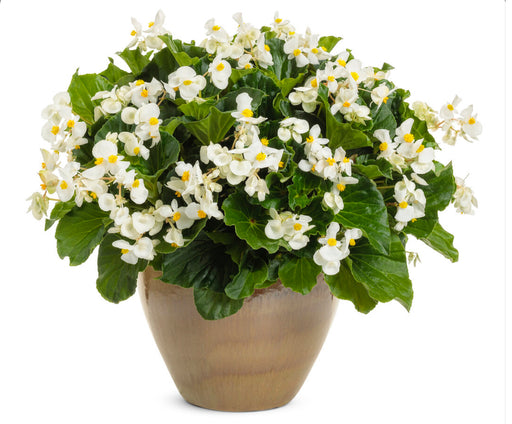 Begonia Surefire® Series