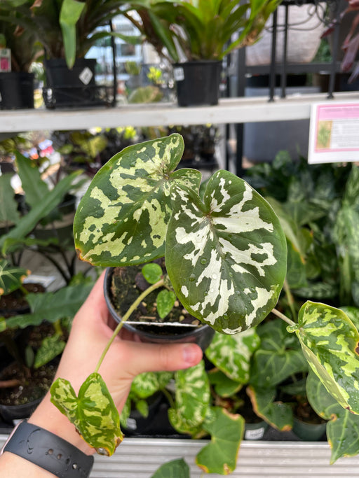 Alocasia Hilo Beauty