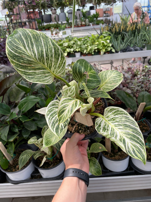 Philodendron BIRKIN 6"