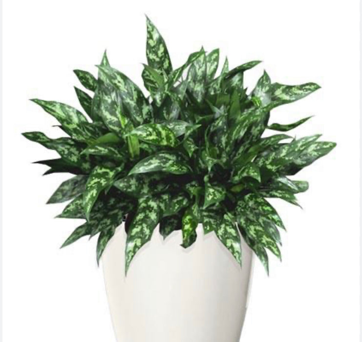 Aglaonema (Chinese Evergreen) Maria Emerald Beauty