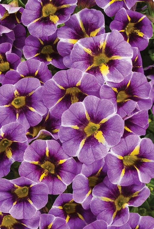 Calibrachoa Superbells Evening Star