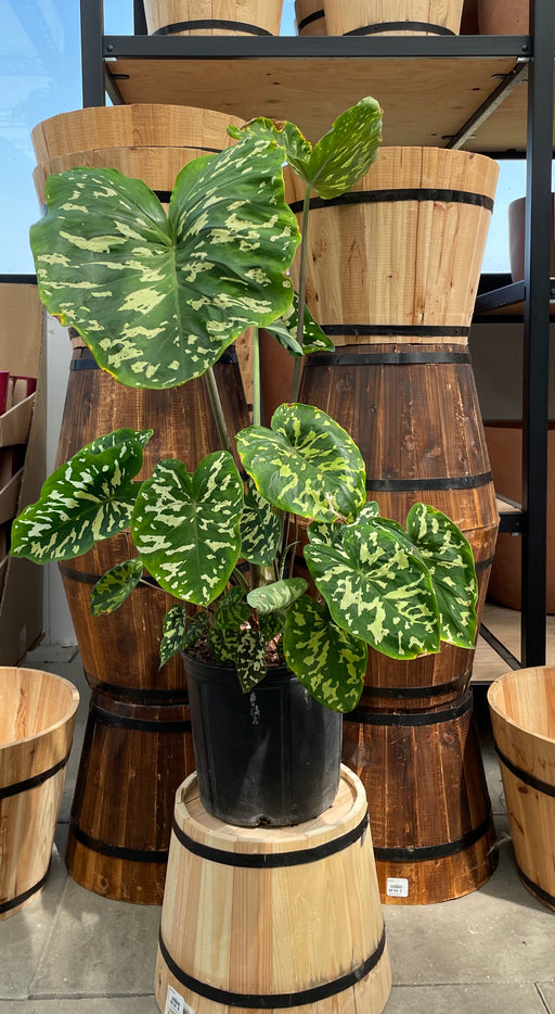 Alocasia Hilo Beauty