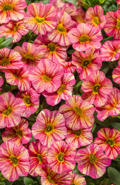 Calibrachoa Superbells Tropical Sunrise