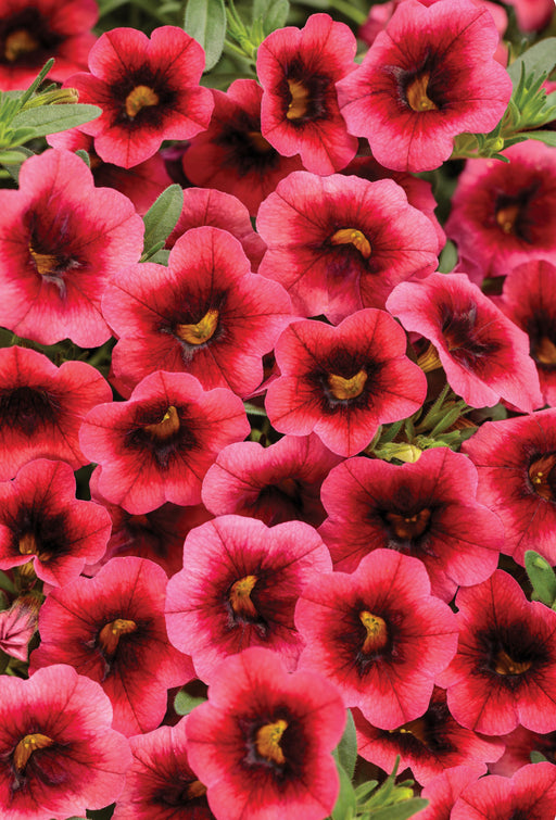 Calibrachoa Superbells Watermelon Punch