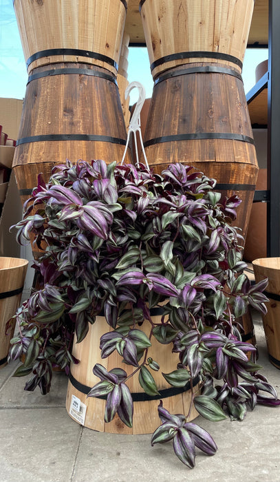 Tradescantia (Wandering Jews/dudes) Purple