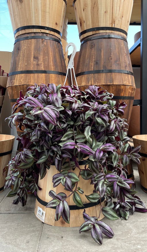 Tradescantia (Wandering Jews/dudes) Purple