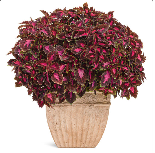 ColorBlaze® Velveteen®