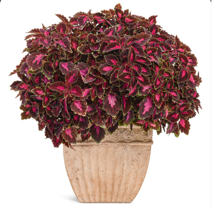 ColorBlaze® Velveteen®