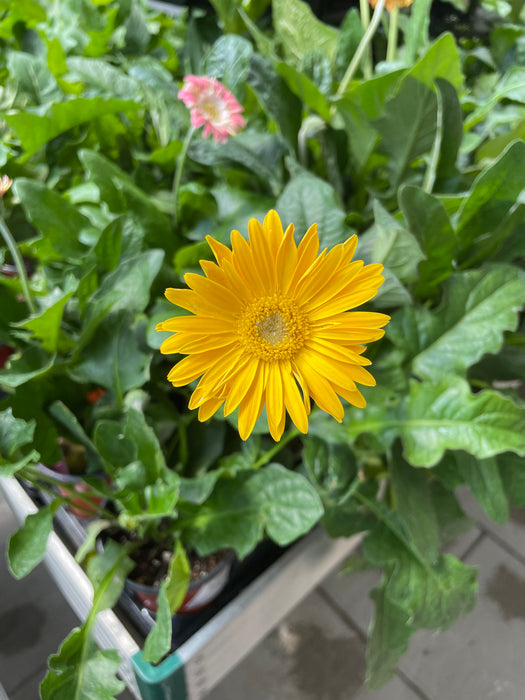 Gerbera Daisy