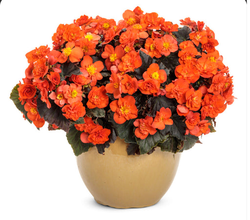 Begonia Solenia® Chocolate Orange